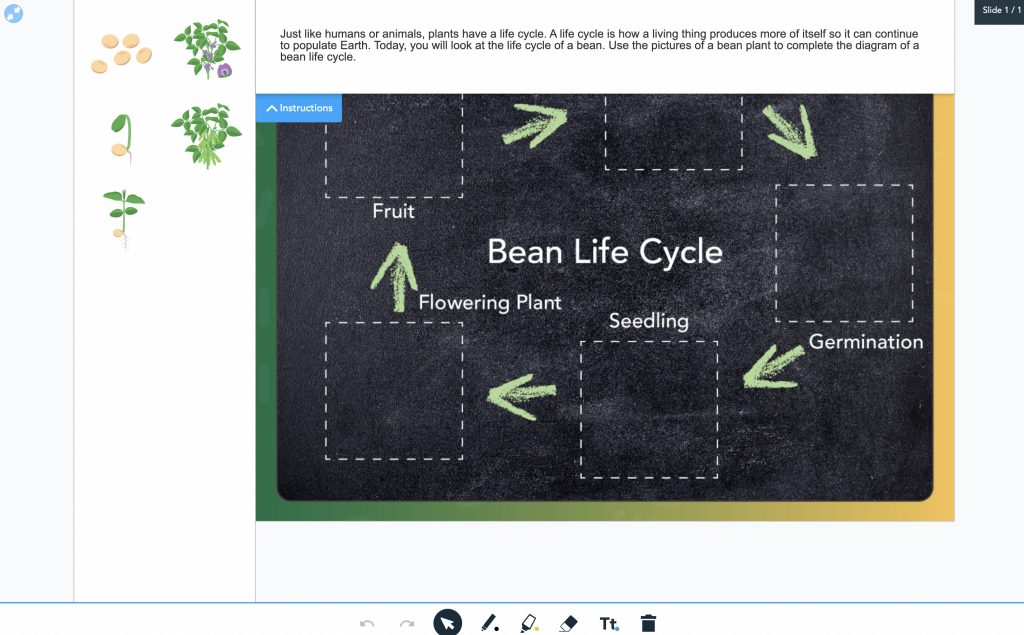Drag and Drop activity to showcase steps of the life cycle of a bean (Grades 3-5)