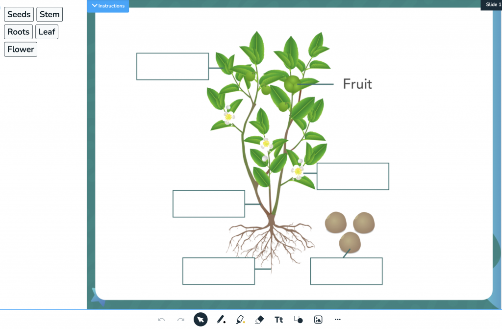 Drag and Drop Grade 4 activity for labeling parts of a plant