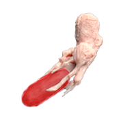 3D Macrophage