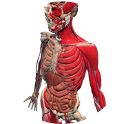 3D Human body