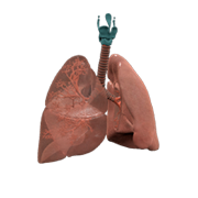 3D Lungs