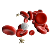 3D Red blood cells